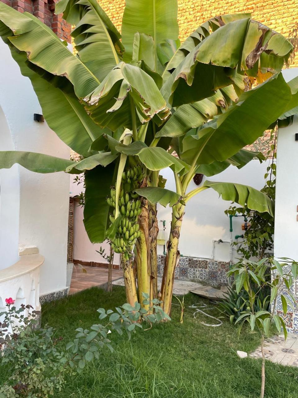 Villa Kemet Jazirat al Awwamiyah Esterno foto
